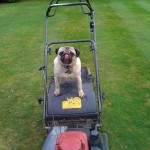 Our resident head gardener..Odie!