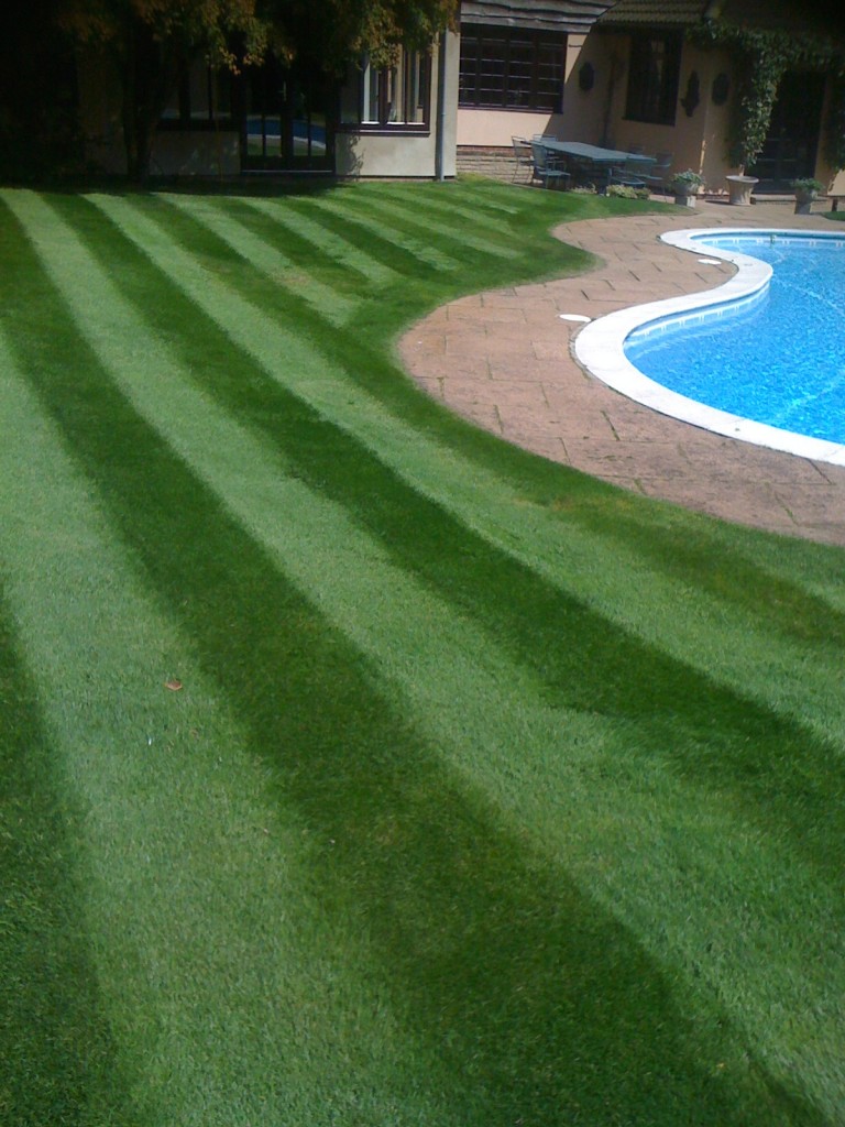 Beautiful garden with a pool