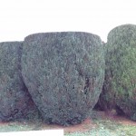 Sculpted hedge