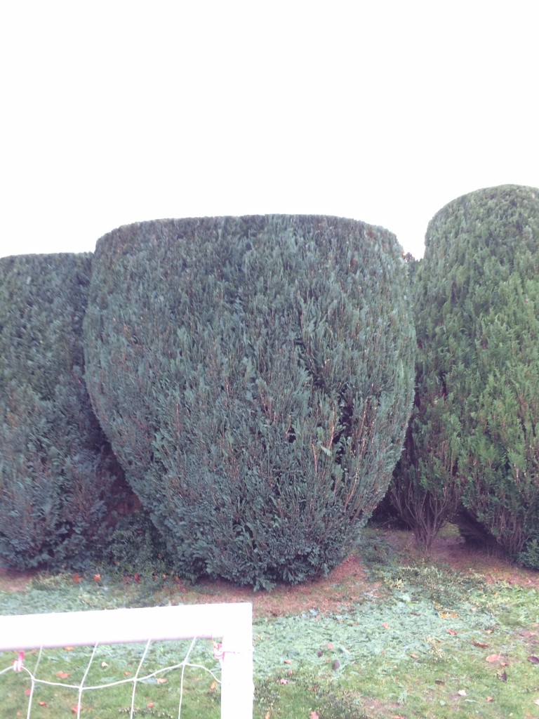 Sculpted hedge