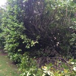 Hedge clearing/cut back
