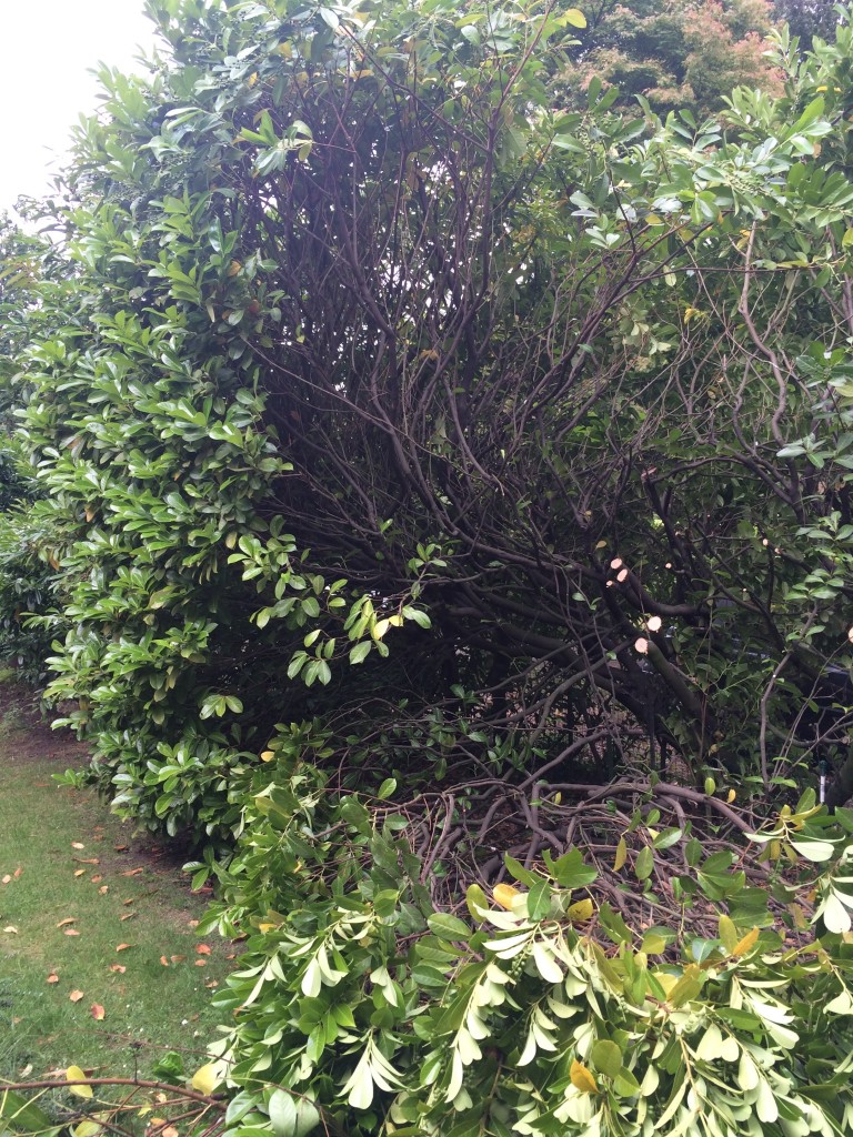 Hedge clearing/cut back