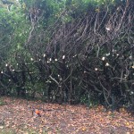 Hedge clearing/cut back