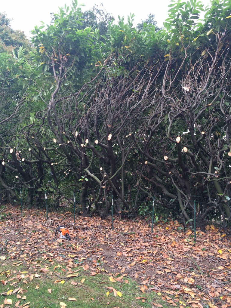 Hedge clearing/cut back